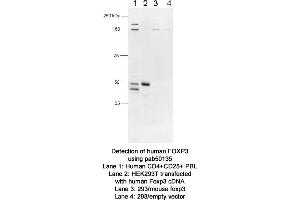 Image no. 1 for anti-Forkhead Box P3 (FOXP3) (C-Term) antibody (ABIN363444) (FOXP3 antibody  (C-Term))