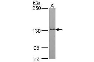 WB Image Sample (30 ug of whole cell lysate) A: Hep G2 , 5% SDS PAGE antibody diluted at 1:1000 (POLRMT antibody  (Center))