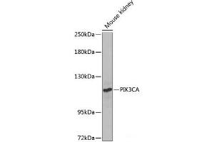 Western blot analysis of extracts of Mouse kidney using PIK3CA Polyclonal Antibody at dilution of 1:1000. (PIK3CA antibody)