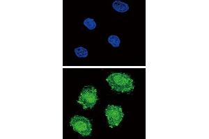 Immunofluorescence (IF) image for anti-Suppressor of Cytokine Signaling 1 (SOCS1) antibody (ABIN3003913)