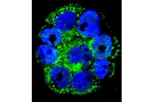 Confocal immunofluorescent analysis of IL1RN Antibody (C-term) (ABIN1882098 and ABIN2840789) with WiDr cell followed by Alexa Fluor 488-conjugated goat anti-rabbit lgG (green). (IL1RN antibody  (C-Term))