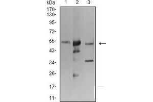 Western blot analysis using ATG3 mouse mAb against K562 (1), Hela (2), and THP-1 (3) cell lysate. (ATG3 antibody  (AA 1-100))