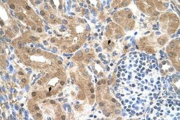 CCDC112 antibody  (AA 71-120)