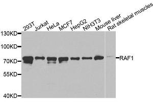 Western blot analysis of extracts of various cells, using RAF1 antibody. (RAF1 antibody  (C-Term))
