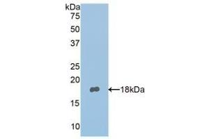 Nephronectin antibody  (AA 418-565)
