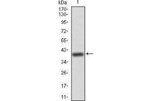 Western blot analysis using WTAP mAb against human WTAP (AA: 91-201) recombinant protein.