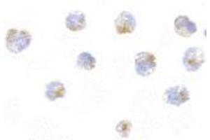 Immunocytochemistry of FLIP in 3T3 cells with AP30340PU-N FLIP antibody at 5 μg/ml. (FLIP antibody  (C-Term))