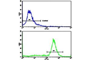 Flow cytometric analysis of ATDC5 cells using PHB polyclonal antibody (bottom histogram) compared to a negative control cell (top histogram). (Prohibitin antibody  (AA 99-129))