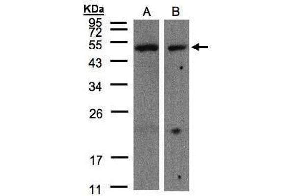 CARD8 anticorps  (C-Term)