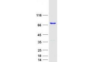 Validation with Western Blot (PWWP2B Protein (Transcript Variant 1) (Myc-DYKDDDDK Tag))
