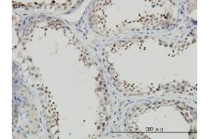 Immunoperoxidase of monoclonal antibody to NFYC on formalin-fixed paraffin-embedded human testis. (NFYC antibody  (AA 14-113))