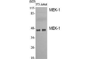 Western Blot (WB) analysis of specific cells using MEK-1 Polyclonal Antibody. (MEK1 antibody  (Thr38))