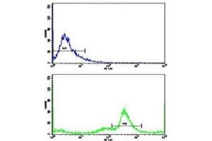 Flow cytometric analysis of MDA-231 cells using C5 antibody (green) compared to a negative control (blue). (C5 antibody  (AA 253-281))