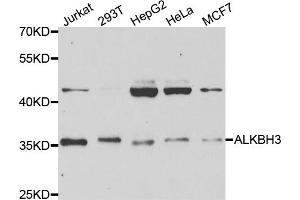 Western blot analysis of extracts of various cell lines, using ALKBH3 antibody (ABIN5973424) at 1/1000 dilution. (ALKBH3 antibody)