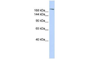 WB Suggested Anti-CCNB3 Antibody Titration:  0. (Cyclin B3 antibody  (C-Term))