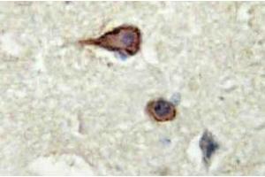 Immunohistochemistry analysis of EMMPRIN Antibody in paraffin-embedded human brain tissue. (CD147 antibody)