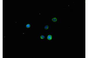 Immunofluorescent analysis of HepG2 cells using ABIN7171870 at dilution of 1:100 and Alexa Fluor 488-congugated AffiniPure Goat Anti-Rabbit IgG(H+L) (TSPAN32 antibody  (AA 111-202))