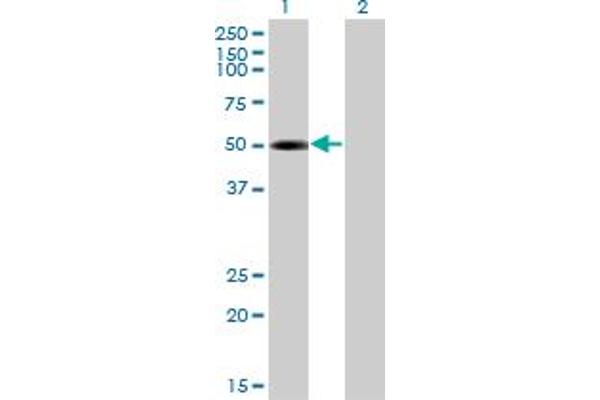TRIP6 antibody  (AA 51-148)