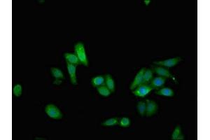 Immunofluorescent analysis of HepG2 cells using ABIN7162069 at dilution of 1:100 and Alexa Fluor 488-congugated AffiniPure Goat Anti-Rabbit IgG(H+L) (NUDT15 antibody  (AA 1-164))