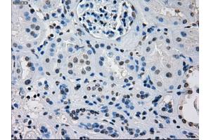Image no. 7 for anti-Interferon Regulatory Factor 3 (IRF3) antibody (ABIN1498899) (IRF3 antibody)