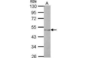 WB Image Sample (30 ug of whole cell lysate) A: NIH-3T3 10% SDS PAGE antibody diluted at 1:1000 (BMP4 antibody  (C-Term))