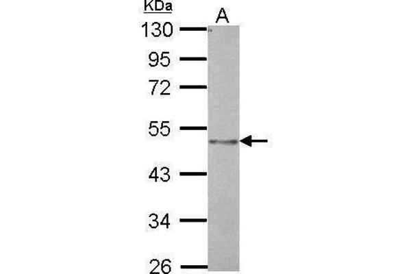 BMP4 antibody  (C-Term)