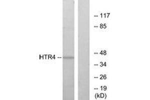 Western blot analysis of extracts from NIH-3T3 cells, using HTR4 Antibody. (Serotonin Receptor 4 antibody  (AA 141-190))