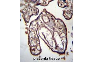 ARFIP1 Antibody (Center) immunohistochemistry analysis in formalin fixed and paraffin embedded human placenta tissue followed by peroxidase conjugation of the secondary antibody and DAB staining. (ARFIP1 antibody  (Middle Region))