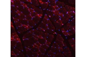 anti-Caveolin 3 (CAV3) (AA 1-55) antibody