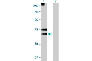 Western Blot analysis of MGAT3 expression in transfected 293T cell line by MGAT3 MaxPab polyclonal antibody.
