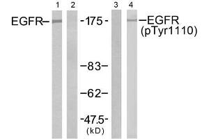 Western blot analysis of extracts from A431 cells untreated or treated with EGF (200ng/ml, 5min), using EGFR (Ab-1110) antibody (E021256, Lane 1 and 2) and EGFR (phospho-Tyr1110) antibody (E011264, Lane 3 and 4). (EGFR antibody  (pTyr1110))