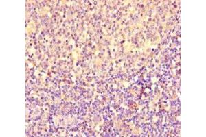 Immunohistochemistry of paraffin-embedded human tonsil tissue using ABIN7154168 at dilution of 1:100 (PGP antibody  (AA 140-300))