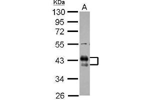 WB Image Sample (30 ug of whole cell lysate) A: THP-1 10% SDS PAGE antibody diluted at 1:1000 (FCGR2B antibody  (C-Term))