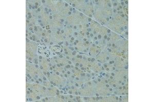 Immunohistochemistry of paraffin-embedded rat pancreas using IVNS1ABP antibody (ABIN1873334) at dilution of 1:100 (40x lens). (IVNS1ABP antibody)