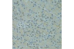 Immunohistochemistry of paraffin-embedded rat pancreas using IVNS1ABP antibody (ABIN1873334) at dilution of 1:100 (40x lens).