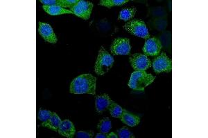 IF analysis of IDO1 using anti-IDO1 antibody (ABIN3043857). (IDO1 antibody  (N-Term))