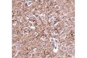 Immunohistochemistry of IL-16 in mouse brain tissue with IL-16 antibody at 2. (IL16 antibody  (N-Term))