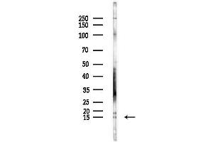 anti-Cytokine-Like 1 (CYTL1) (Internal Region) antibody