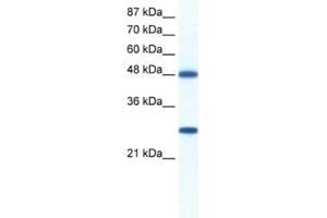 Western Blotting (WB) image for anti-DEAD (Asp-Glu-Ala-Asp) Box Polypeptide 39 (DDX39) antibody (ABIN2461342) (BAT1 antibody)