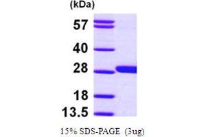 GSTM4 Protein (AA 1-218) (His tag)