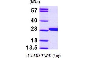 SDS-PAGE (SDS) image for Glutathione S-Transferase mu 4 (GSTM4) (AA 1-218) protein (His tag) (ABIN667165)