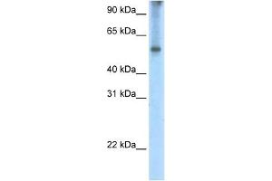 EIF2A antibody used at 2. (EIF2A antibody  (C-Term))