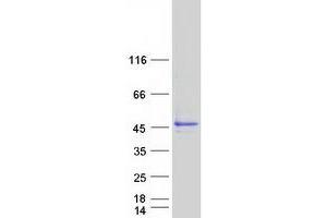 C20orf7 Protein (Transcript Variant 1) (Myc-DYKDDDDK Tag)