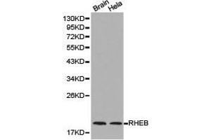 Western Blotting (WB) image for anti-Ras Homolog Enriched in Brain (RHEB) antibody (ABIN1874601) (RHEB antibody)