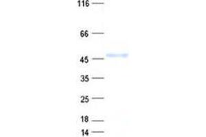 DDB1 and CUL4 Associated Factor 4-Like 2 (DCAF4L2) protein (His tag)