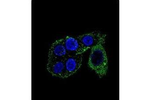 Confocal immunofluorescent analysis of CYP2S1 Antibody (C-term) Cat. (CYP2S1 antibody  (C-Term))
