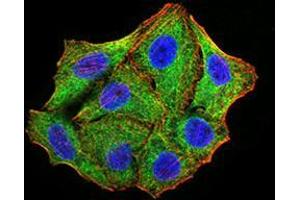 Immunofluorescence analysis of Hela cells using TRIM25 mouse mAb (green). (TRIM25 antibody  (AA 211-360))