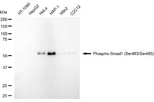 Western blotting analysis using phospho-Smad1 (Ser463/Ser465) antibody (ABIN7800368).