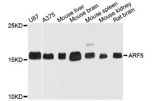 Western blot analysis of extracts of various cell lines, using ARF5 antibody. (ARF5 antibody  (AA 1-180))