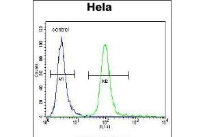 Flow cytometric analysis of Hela cells (right histogram) compared to a negative control cell (left histogram). (MFGE8 antibody  (C-Term))